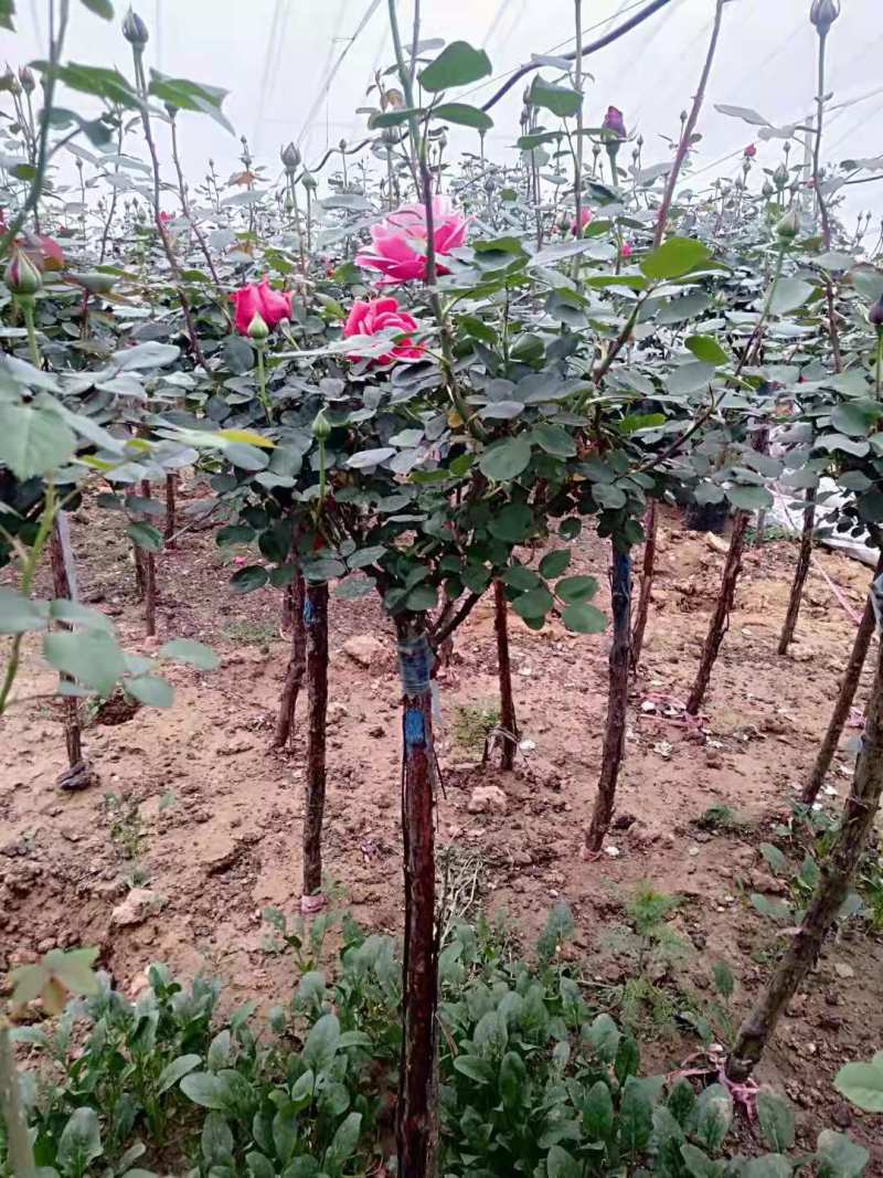 山东青州棒棒糖月季树基地直发可视频看货