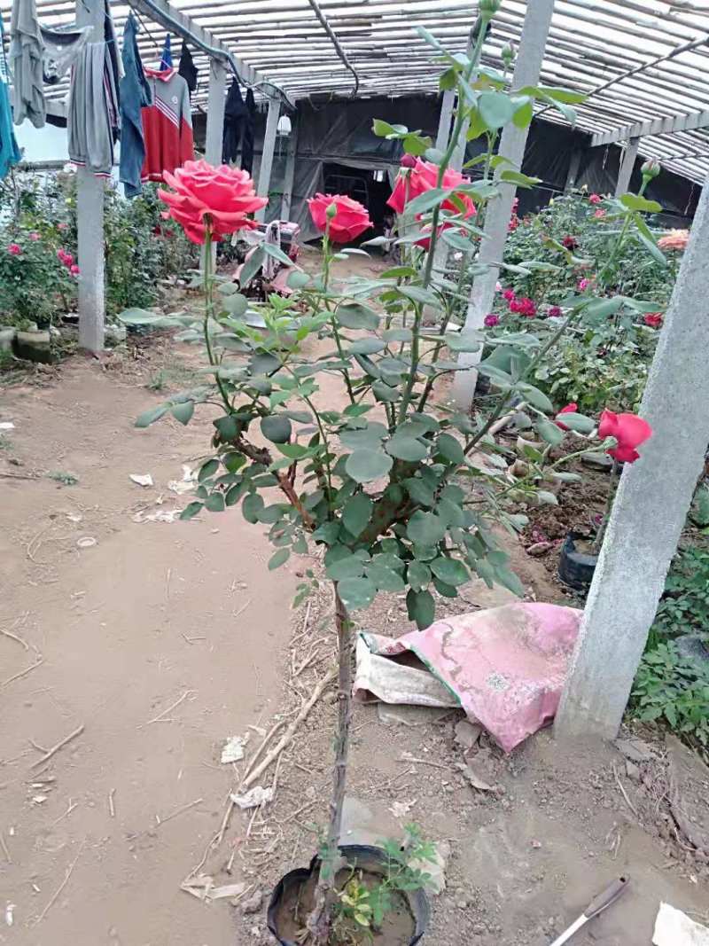 山东青州棒棒糖月季树基地直发可视频看货