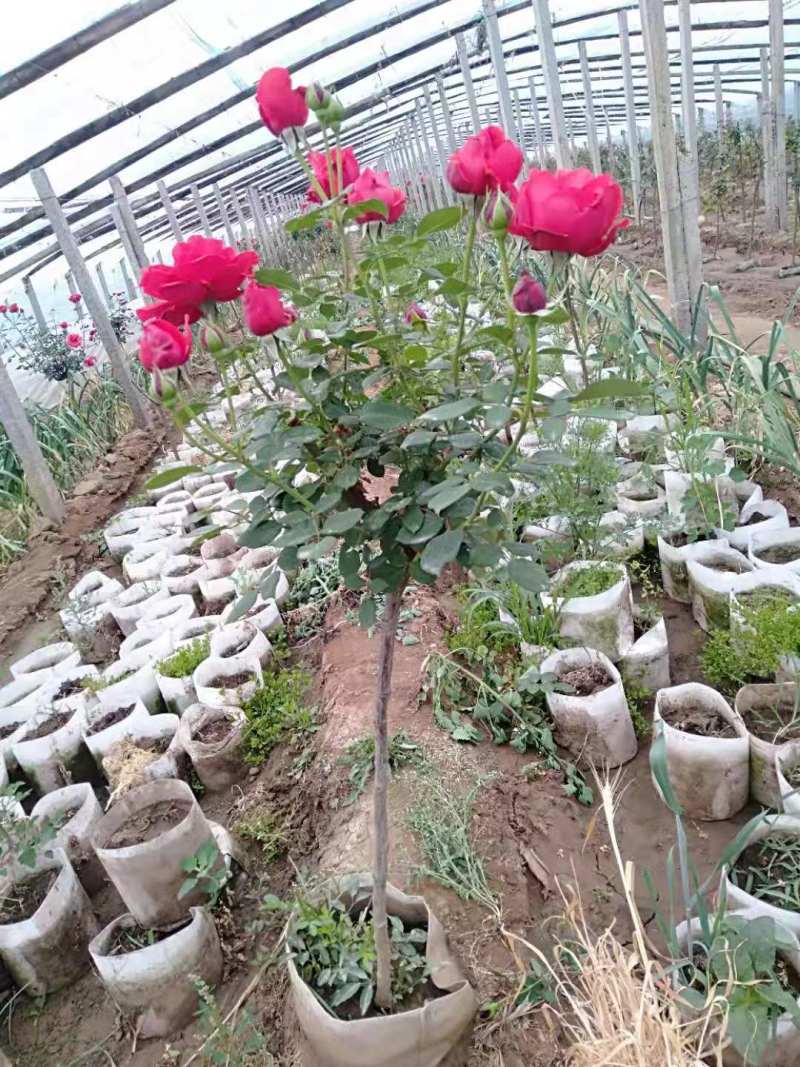 山东青州棒棒糖月季树基地直发可视频看货