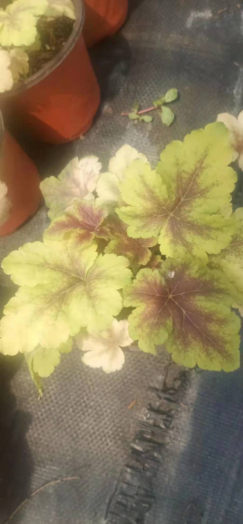 潍坊青州矾根地头价基地直发可视频看货量大价优