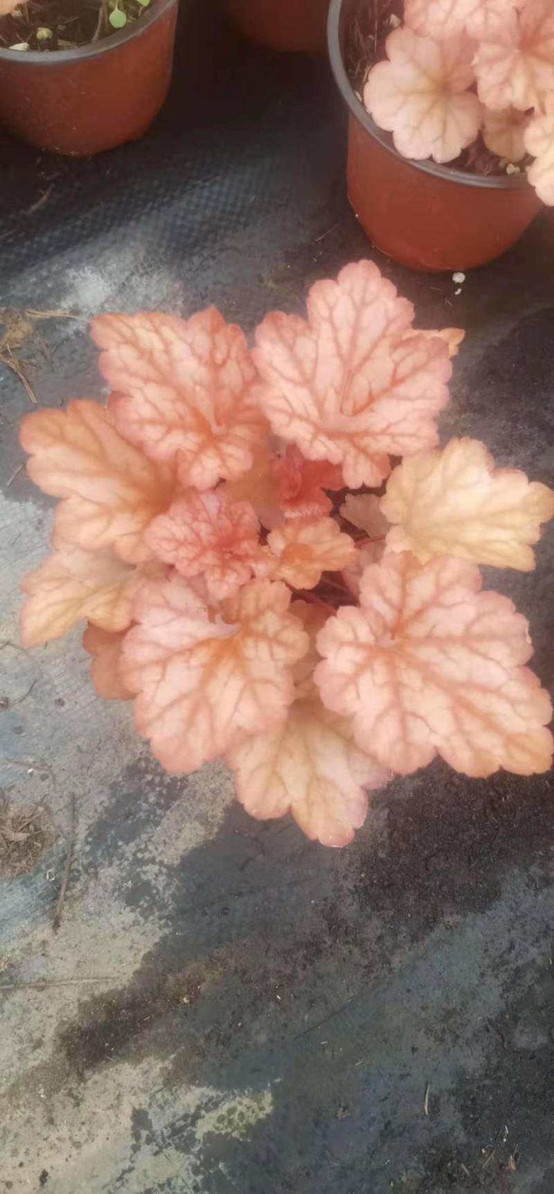 潍坊青州矾根地头价基地直发可视频看货量大价优