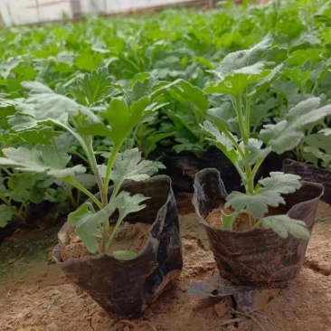 青州学起花卉基地《地被菊》基地直发可视频看货量大价优