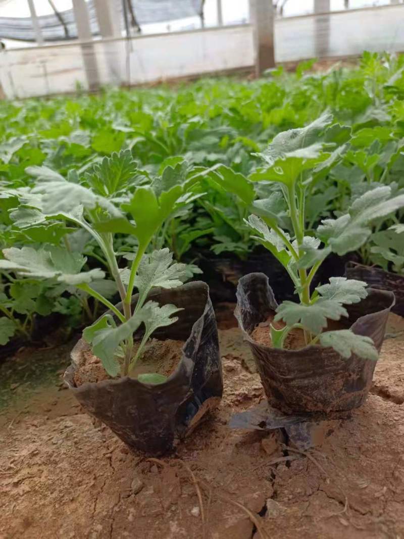 青州学起花卉基地《地被菊》基地直发可视频看货量大价优