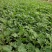 青州学起花卉基地《地被菊》基地直发可视频看货量大价优