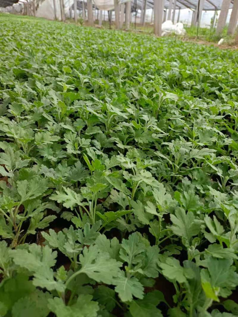 青州学起花卉基地《地被菊》基地直发可视频看货量大价优