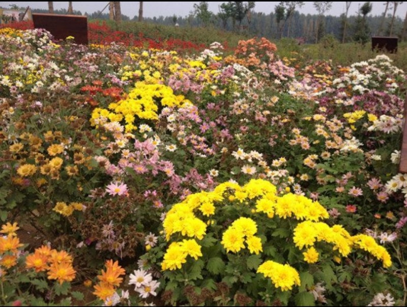 青州学起花卉基地《地被菊》基地直发可视频看货量大价优