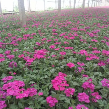 学起花卉基地美女樱基地直发可视频看货量大价优