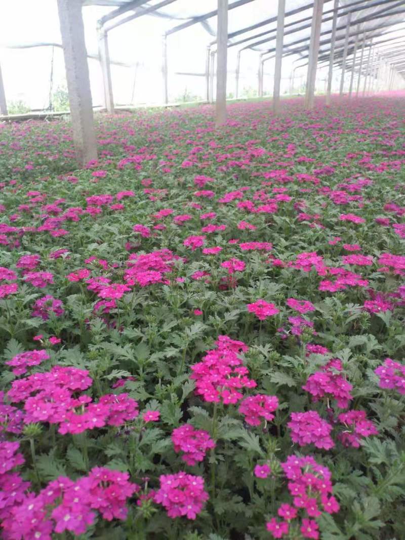 学起花卉基地美女樱基地直发可视频看货量大价优