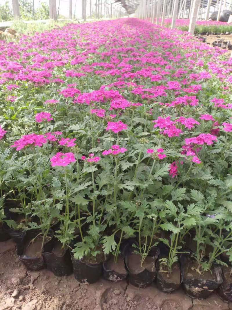 学起花卉基地美女樱基地直发可视频看货量大价优