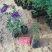学起花卉基地美女樱基地直发可视频看货量大价优