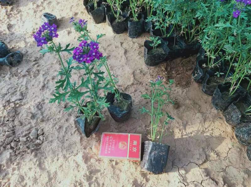 学起花卉基地美女樱基地直发可视频看货量大价优