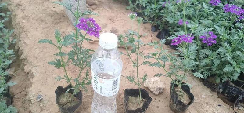 学起花卉基地美女樱基地直发可视频看货量大价优