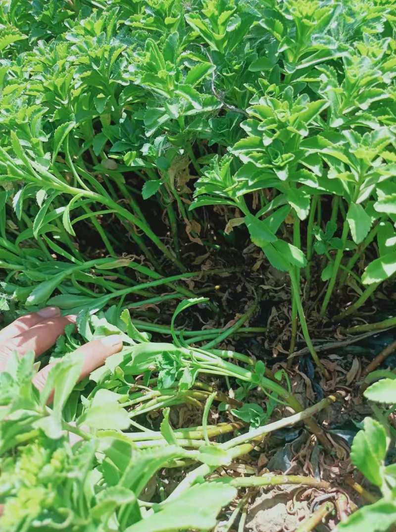 山东青州三七景天品种齐全基地直发可视频看货量大价优