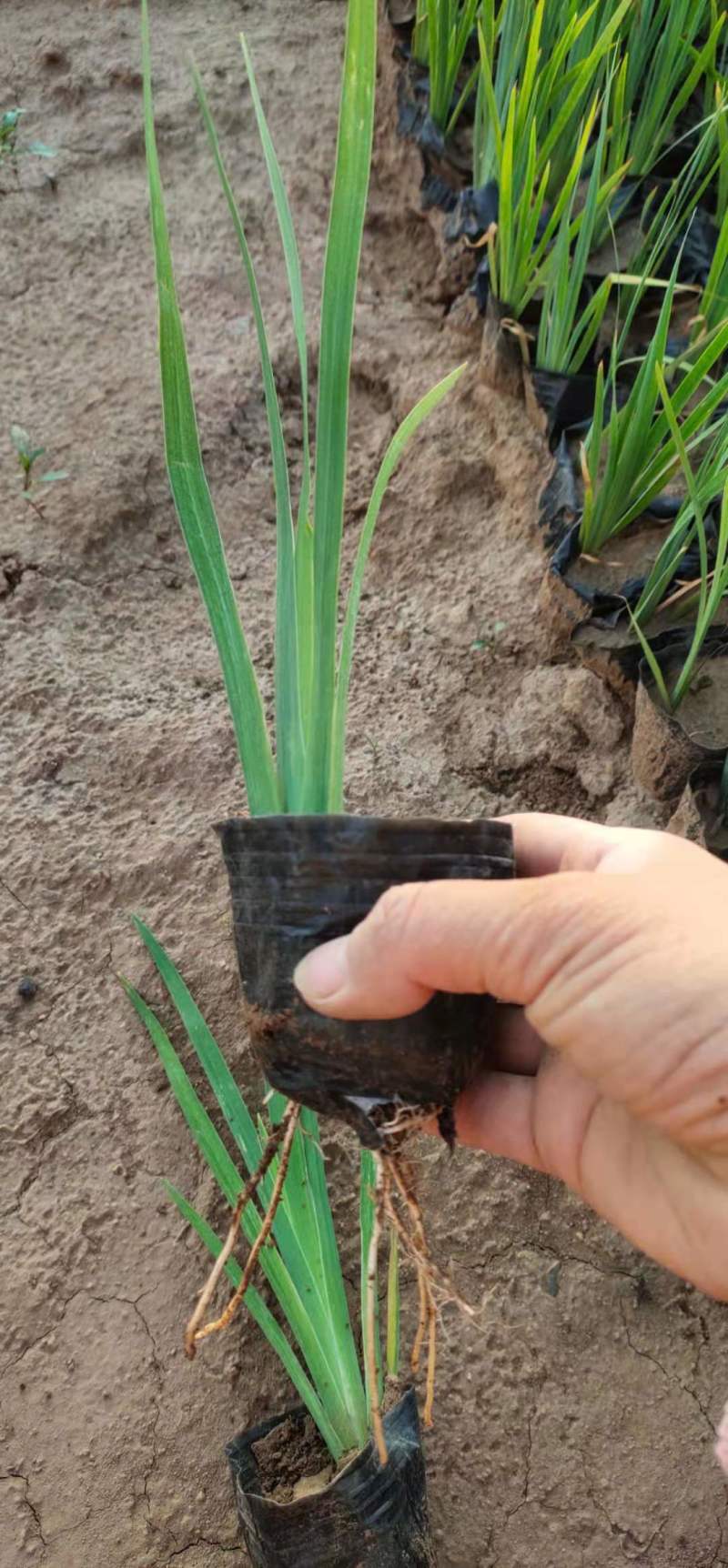 青州学起花卉基地水生鸢尾基地直发量大价优