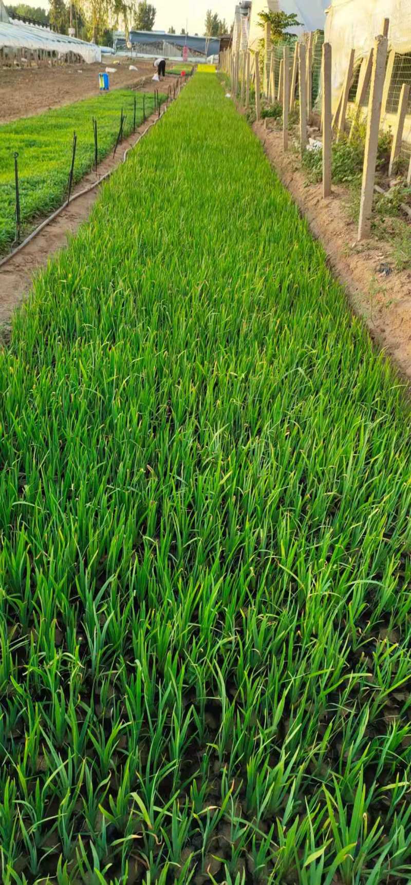 青州学起花卉基地水生鸢尾基地直发量大价优