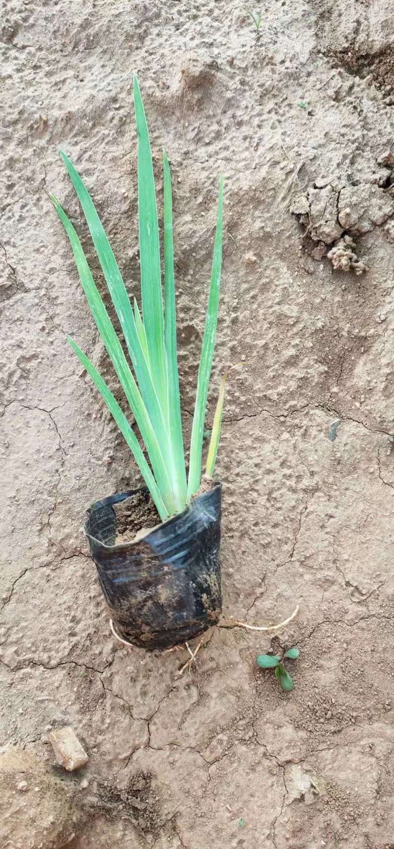 青州学起花卉基地水生鸢尾基地直发量大价优