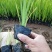 青州学起花卉基地水生鸢尾基地直发量大价优