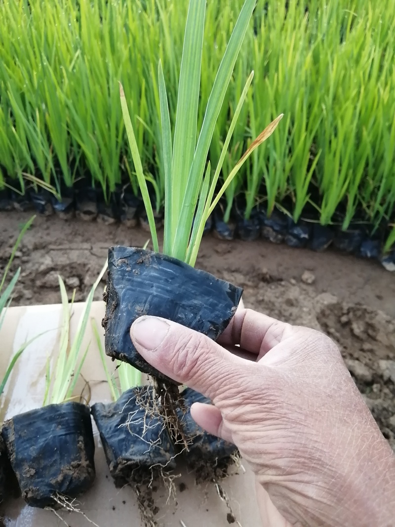 青州学起花卉基地水生鸢尾基地直发量大价优