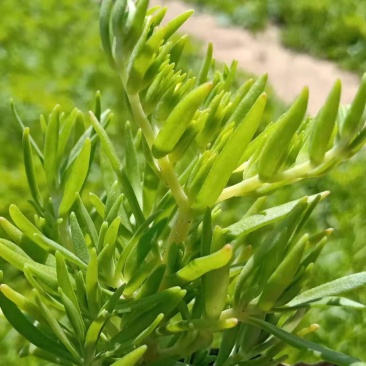 学起花卉基地《金叶佛甲草》基地直发可视频看货量大价优