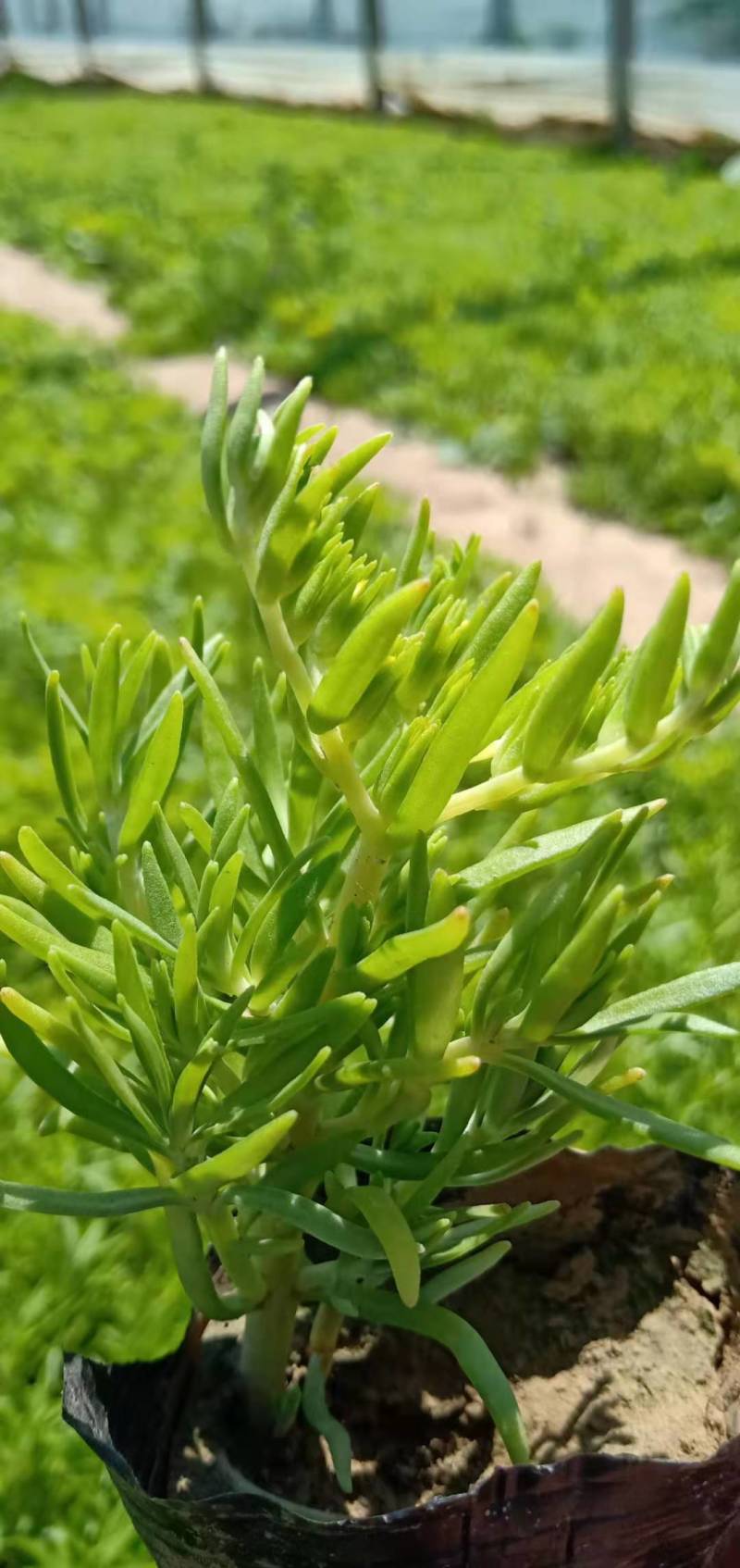 学起花卉基地《金叶佛甲草》基地直发可视频看货量大价优