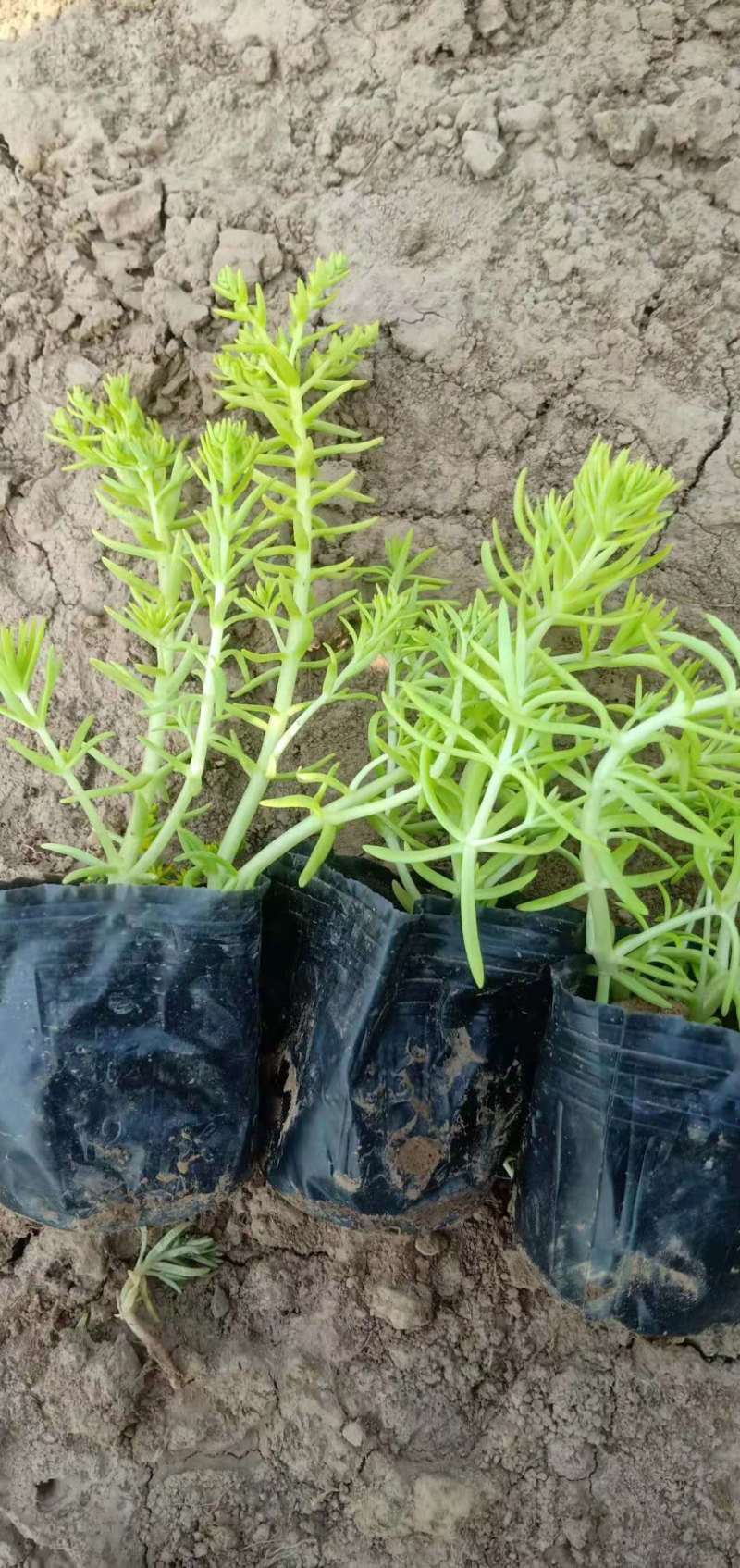 学起花卉基地《金叶佛甲草》基地直发可视频看货量大价优