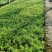 学起花卉基地《金叶佛甲草》基地直发可视频看货量大价优