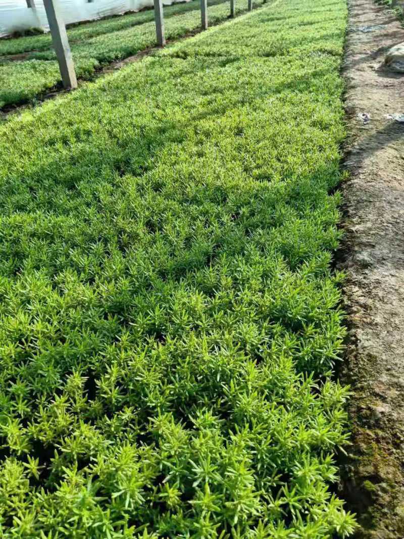 学起花卉基地《金叶佛甲草》基地直发可视频看货量大价优