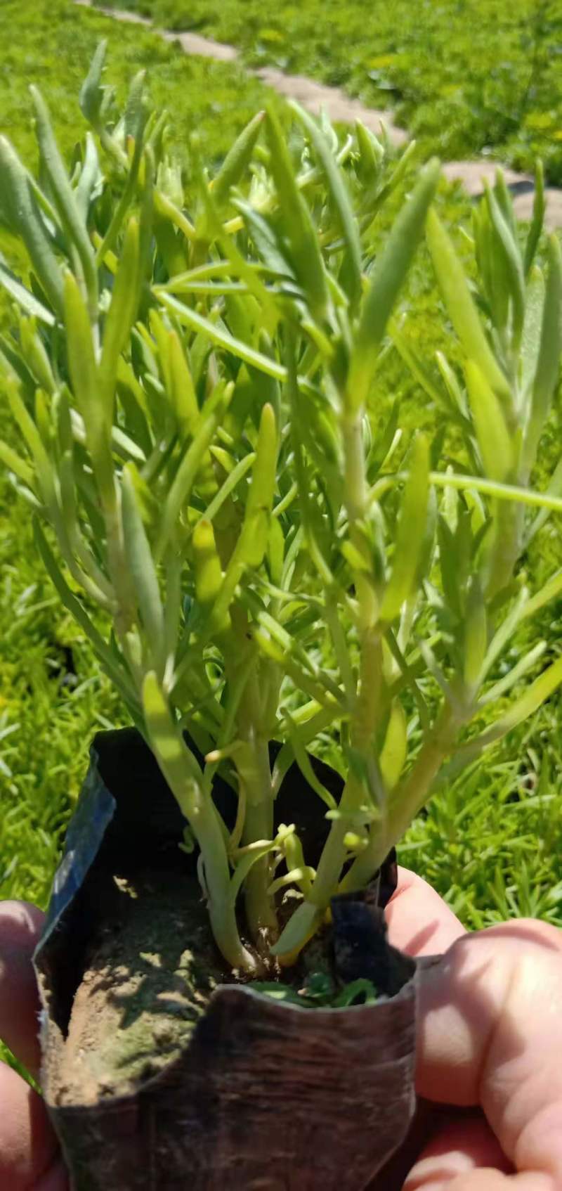 学起花卉基地《金叶佛甲草》基地直发可视频看货量大价优