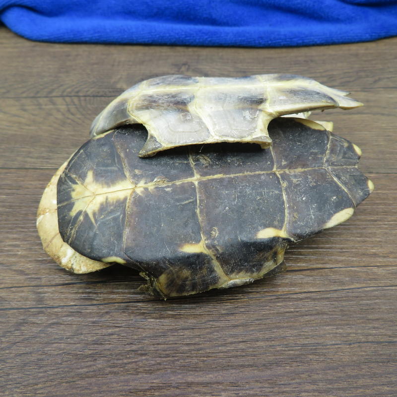 龟甲龟板500g包邮中药材批发生龟板旱龟板非醋龟板