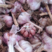 【蒜种】大名优质蒜种，产地直供紫皮红瓣蒜种，一手货源
