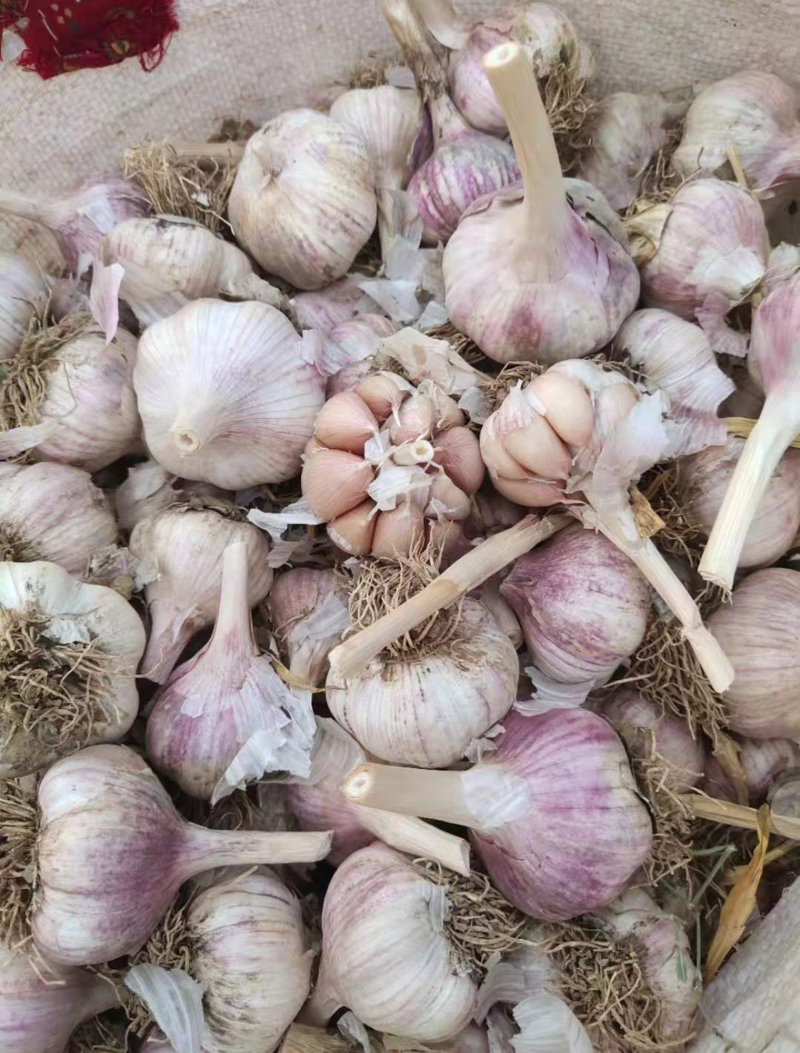 【蒜种】大名优质蒜种，产地直供紫皮红瓣蒜种，一手货源