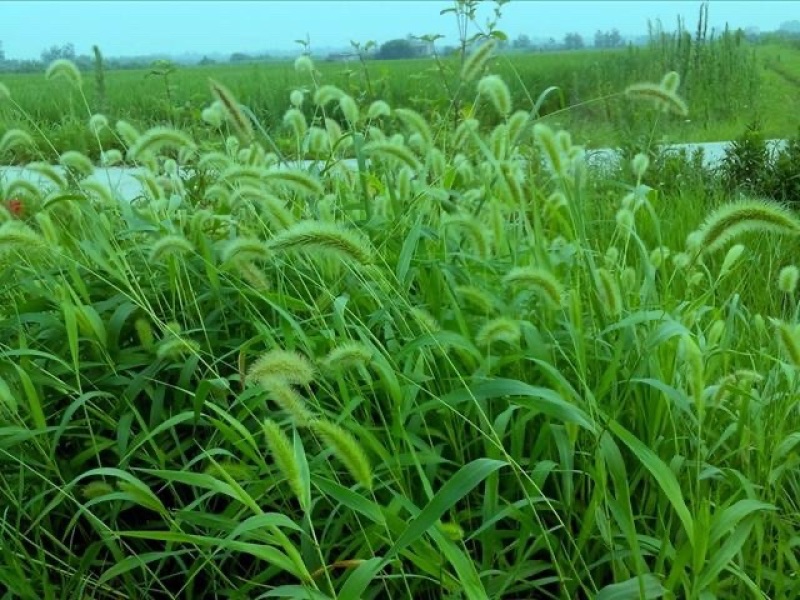 狗尾草种子旱地常见牧草杂草种子观赏型护坡狗尾巴草种籽芮草