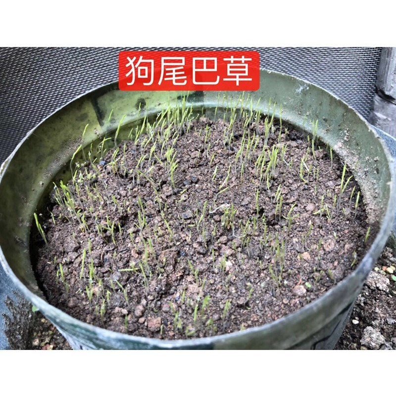 狗尾草种子旱地常见牧草杂草种子观赏型护坡狗尾巴草种籽芮草