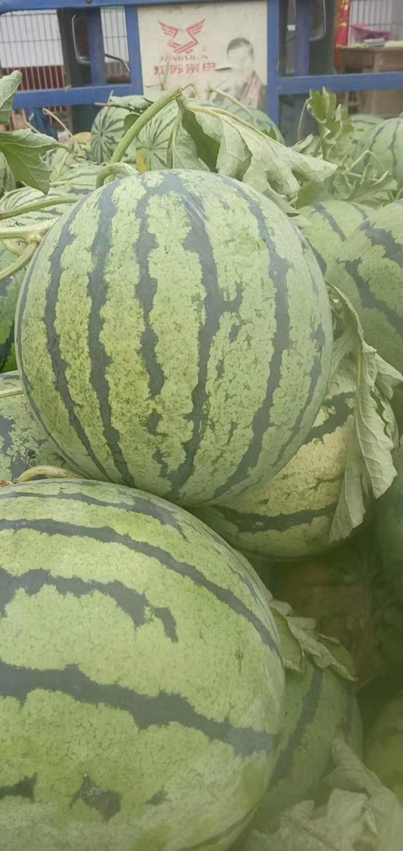 西瓜湖北京欣西瓜大量上市成熟好口感好保质保量货发全国