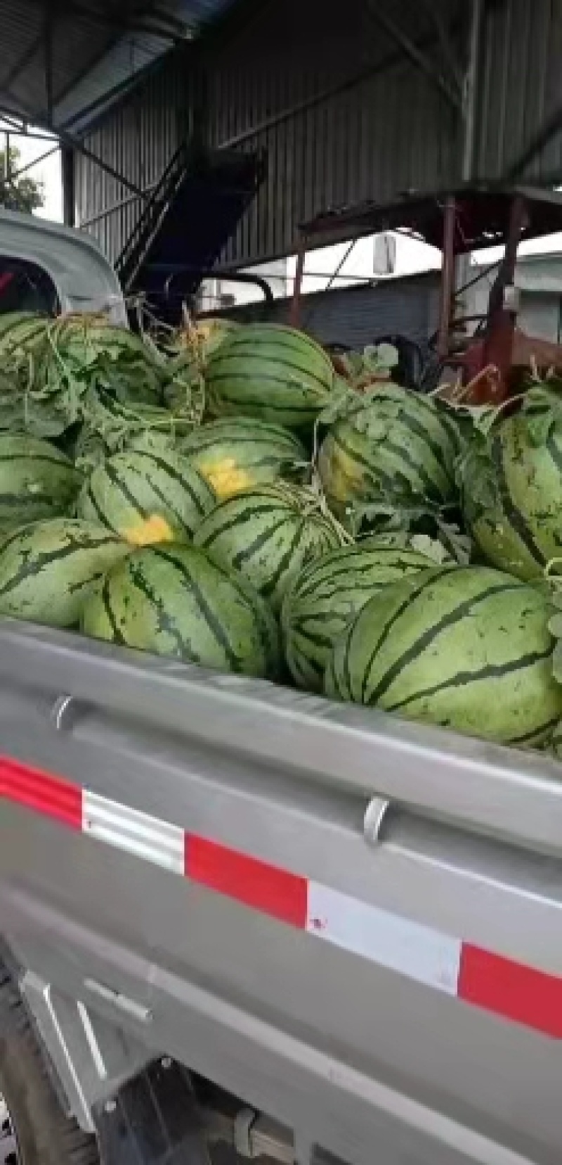 西瓜湖北京欣西瓜大量上市成熟好口感好保质保量货发全国