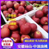 安徽砀山油桃万亩中油油桃大量供应产地批发口感脆甜