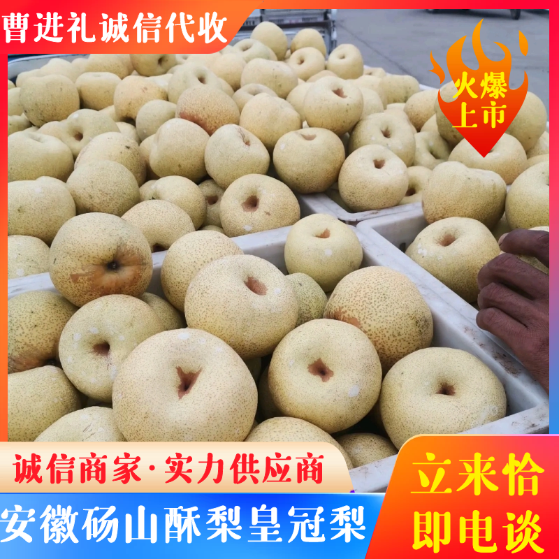 【精品推荐】安徽砀山酥梨，果面金黄、肉细汁多，欢迎品尝采购