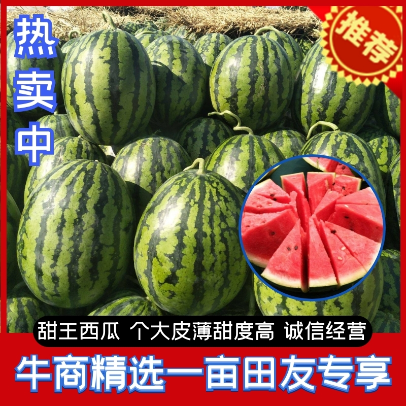 [甜王西瓜批发]河南商丘睢阳区西瓜 0.30元/斤商丘甜王西瓜， _ 一亩田