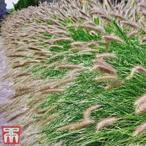 进口狼尾草种子枚宗狼尾英国汤普森摩根