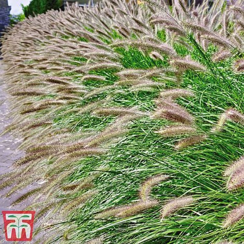 进口狼尾草种子枚宗狼尾英国汤普森摩根