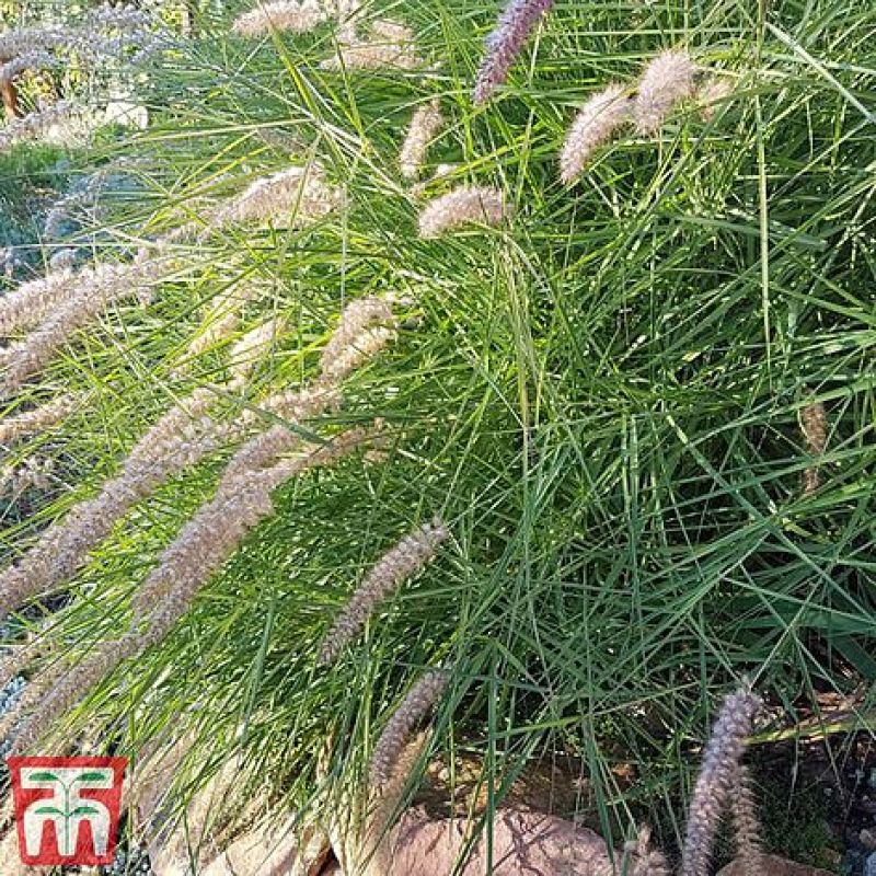 进口狼尾草种子枚宗狼尾英国汤普森摩根