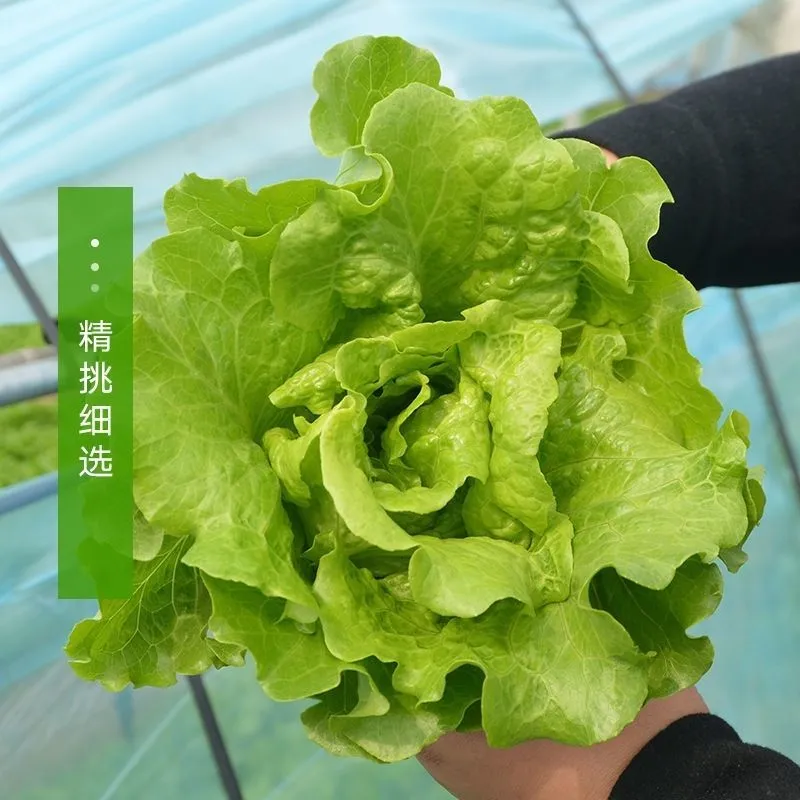 意大利生菜，品质保证，冷链保存运输，电商生鲜超市**