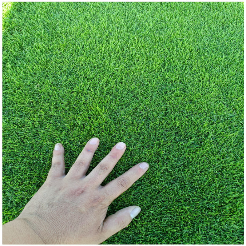 草坪剪股颖价格高档草坪批发足球场草坪供应