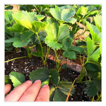 济南草莓苗种植基地出售草莓脱毒苗甜宝草莓苗价格