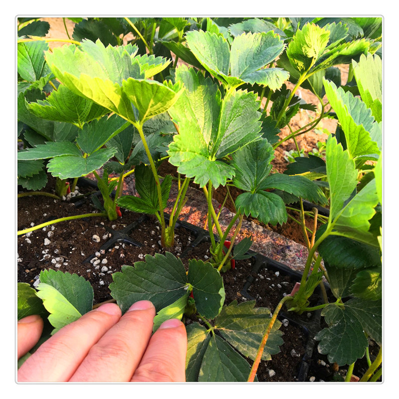 济南草莓苗种植基地出售草莓脱毒苗甜宝草莓苗价格