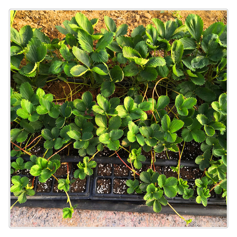 济南草莓苗种植基地出售草莓脱毒苗甜宝草莓苗价格