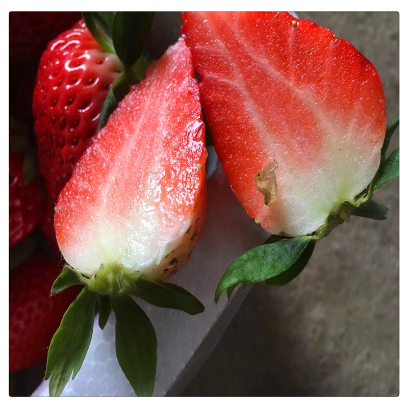 济南草莓苗种植基地出售草莓脱毒苗甜宝草莓苗价格