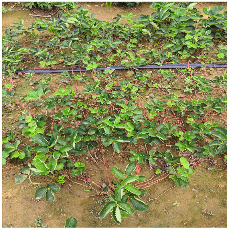 济南草莓苗种植基地出售草莓脱毒苗甜宝草莓苗价格