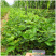 济南草莓苗种植基地出售草莓脱毒苗甜宝草莓苗价格