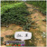 济南草莓苗种植基地出售草莓脱毒苗甜宝草莓苗价格